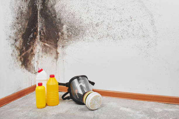 Best DIY Mold Remediation Support Services in Hamilton, GA