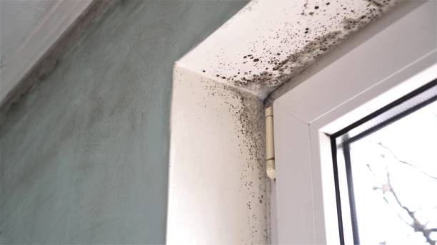Best Emergency Mold Remediation in Hamilton, GA